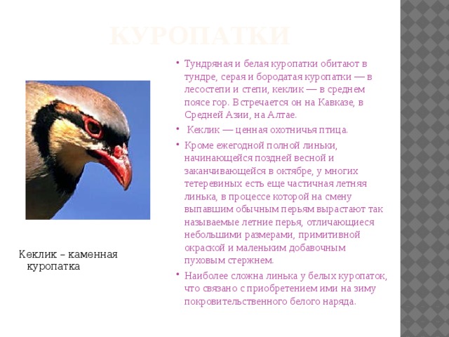 куропатки Тундряная и белая куропатки обитают в тундре, серая и бородатая куропатки — в лесостепи и степи, кеклик — в среднем поясе гор. Встречается он на Кавказе, в Средней Азии, на Алтае.   Кеклик — ценная охотничья птица. Кроме ежегодной полной линьки, начинающейся поздней весной и заканчивающейся в октябре, у многих тетеревиных есть еще частичная летняя линька, в процессе которой на смену выпавшим обычным перьям вырастают так называемые летние перья, отличающиеся небольшими размерами, примитивной окраской и маленьким добавочным пуховым стержнем. Наиболее сложна линька у белых куропаток, что связано с приобретением ими на зиму покровительственного белого наряда. Кеклик – каменная куропатка 