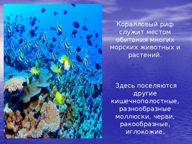 Коралловый риф служит местом обитания многих морских животных и растений.  Здесь поселяются другие кишечнополостные, разнообразные моллюски, черви, ракообразные, иглокожие. 