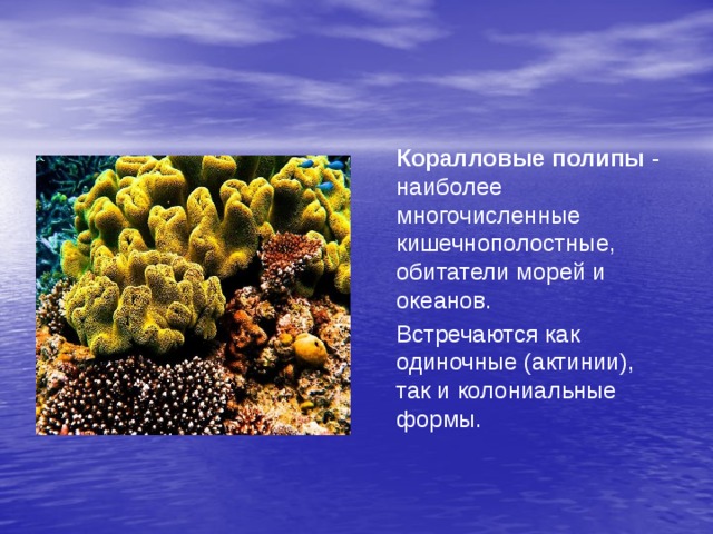  Коралловые полипы - наиболее многочисленные кишечнополостные, обитатели морей и океанов.  Встречаются как одиночные (актинии), так и колониальные формы. 