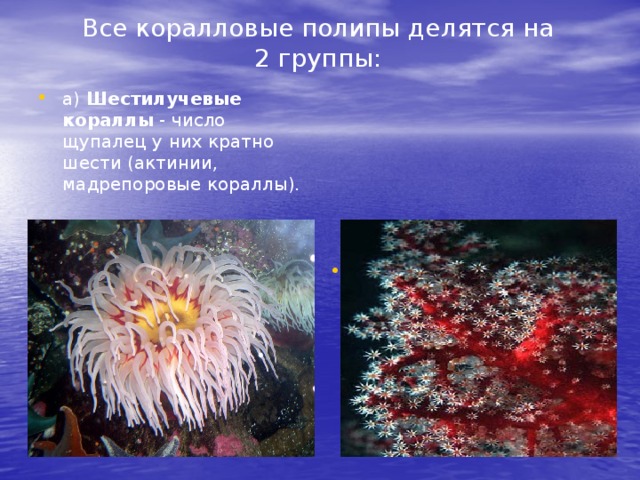 Все коралловые полипы делятся на  2 группы:   а) Шестилучевые кораллы - число щупалец у них кратно шести (актинии, мадрепоровые кораллы).   б) Восьмилучевые кораллы - у них всегда 8 щупалец. (К ним относятся морские перья, красный и белый кораллы и другие горгонарии). 