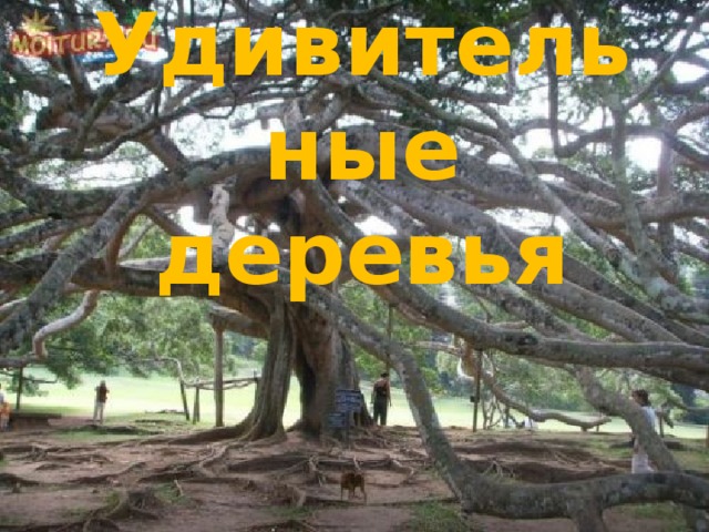 Удивительные деревья 