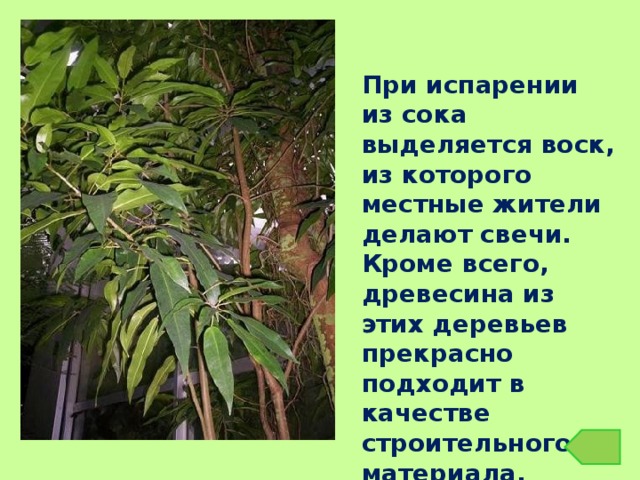 При испарении из сока выделяется воск, из которого местные жители делают свечи. Кроме всего, древесина из этих деревьев прекрасно подходит в качестве строительного материала. 