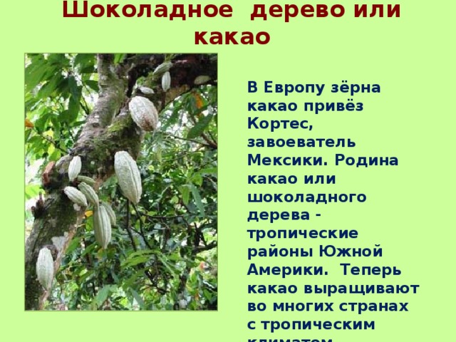 Шоколадное дерево или какао В Европу зёрна какао привёз Кортес, завоеватель Мексики. Родина какао или шоколадного дерева - тропические районы Южной Америки. Теперь какао выращивают во многих странах с тропическим климатом. 
