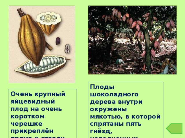 Плоды шоколадного дерева внутри окружены мякотью, в которой спрятаны пять гнёзд, наполненных множеством семян. Очень крупный яйцевидный плод на очень коротком черешке прикреплён прямо к стволу. 