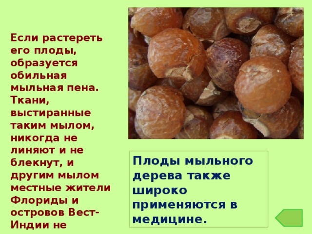 Если растереть его плоды, образуется обильная мыльная пена. Ткани, выстиранные таким мылом, никогда не линяют и не блекнут, и другим мылом местные жители Флориды и островов Вест-Индии не пользуются. Плоды мыльного дерева также широко применяются в медицине . 