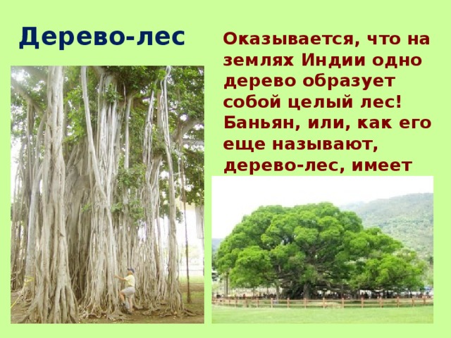 Дерево-лес Оказывается, что на землях Индии одно дерево образует собой целый лес! Баньян, или, как его еще называют, дерево-лес, имеет не один, а тысячи стволов. 