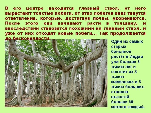 В его центре находится главный ствол, от него вырастают толстые побеги, от этих побегов вниз тянутся ответвления, которые, достигнув почвы, укореняются. После этого они начинают расти в толщину, и впоследствии становятся похожими на главный ствол, и уже от них отходят новые побеги... Так продолжается до бесконечности.  Один из самых старых баньянов растёт в Индии уже больше 3 тысяч лет и состоит из 3 тысяч маленьких и 3 тысяч больших стволов высотой больше 60 метров каждый. 