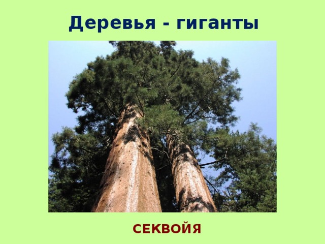 Деревья - гиганты СЕКВОЙЯ 