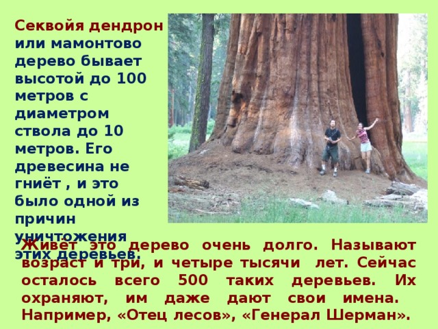 Секвойя дендрон или мамонтово дерево бывает высотой до 100 метров с диаметром ствола до 10 метров. Его древесина не гниёт , и это было одной из причин уничтожения этих деревьев. Живёт это дерево очень долго. Называют возраст и три, и четыре тысячи лет. Сейчас осталось всего 500 таких деревьев. Их охраняют, им даже дают свои имена. Например, «Отец лесов», «Генерал Шерман». 