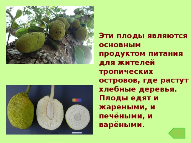 Эти плоды являются основным продуктом питания для жителей тропических островов, где растут хлебные деревья. Плоды едят и жареными, и печёными, и варёными. 