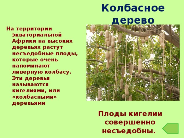 Колбасное дерево На территории экваториальной Африки на высоких деревьях растут несъедобные плоды, которые очень напоминают ливерную колбасу. Эти деревья называются кигелиями, или «колбасными» деревьями Плоды кигелии совершенно несъедобны. 