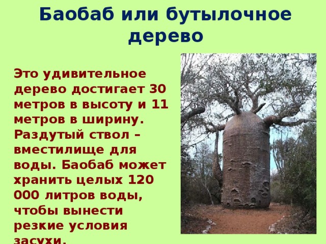 Баобаб или бутылочное дерево Это удивительное дерево достигает 30 метров в высоту и 11 метров в ширину. Раздутый ствол – вместилище для воды. Баобаб может хранить целых 120 000 литров воды, чтобы вынести резкие условия засухи. 