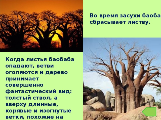 Во время засухи баобаб сбрасывает листву. Когда листья баобаба опадают, ветви оголяются и дерево принимает совершенно фантастический вид: толстый ствол, а вверху длинные, корявые и изогнутые ветки, похожие на корни. 