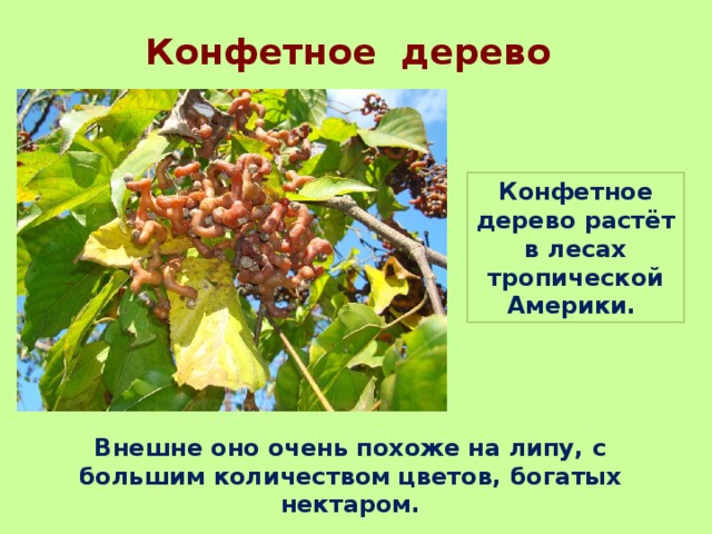 Конфетное дерево Конфетное дерево растёт в лесах тропической Америки. Внешне оно очень похоже на липу, с большим количеством цветов, богатых нектаром. 