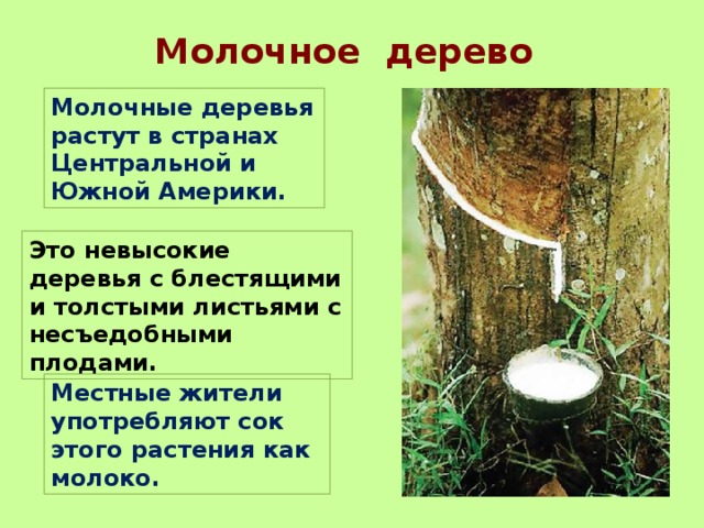 Молочное дерево Молочные деревья растут в странах Центральной и Южной Америки. Это невысокие деревья с блестящими и толстыми листьями с несъедобными плодами. Местные жители употребляют сок этого растения как молоко. 