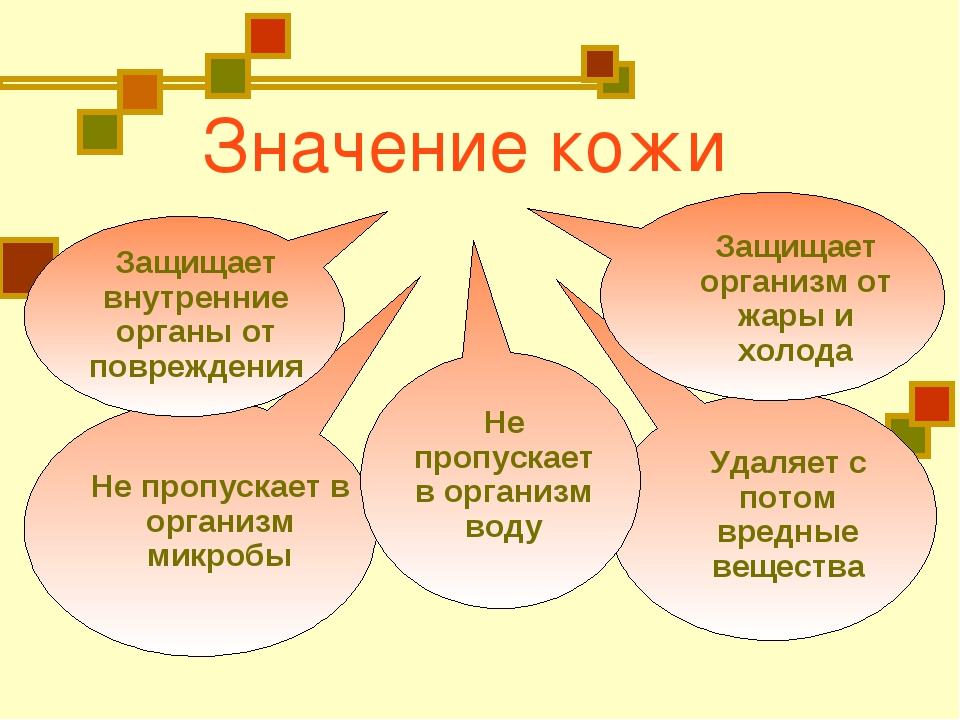 Проект на тему кожа 8 класс