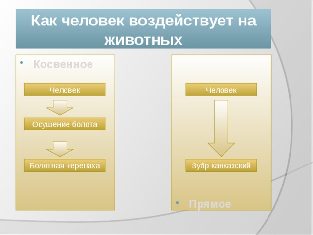 Как человек воздействует на животных Косвенное Прямое Человек Человек Осушение болота Болотная черепаха Зубр кавказский 