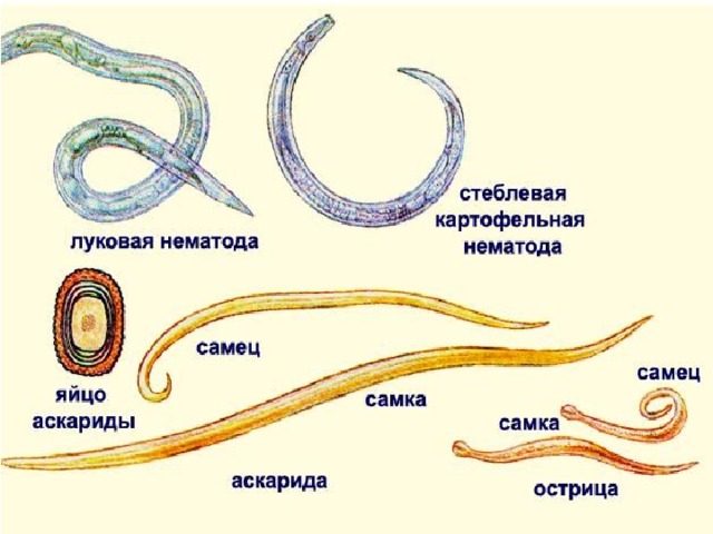 Почему круглых червей. Круглые черви паразитические Острица. Размножение нематод. Тип круглые черви аскарида человеческая. Тип круглые черви представители.