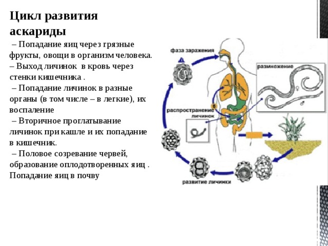 Стадия жизненного цикла червя. Схема миграции личинок аскариды в теле человека. Цикл развития аскариды человеческой схема биология 7 класс. Жизненный цикл аскариды схема.