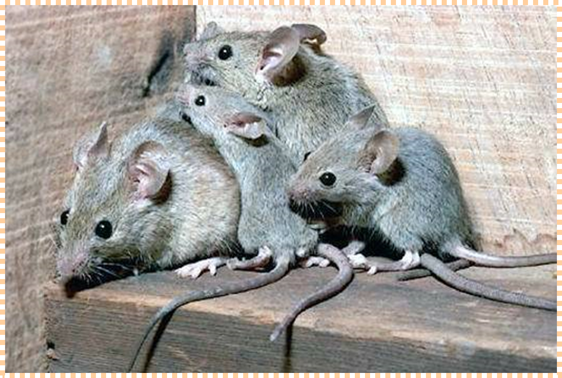 Много мышей. Мышь домовая серая. Мышиные (семейство). Крыса домовая. Sibm mouse