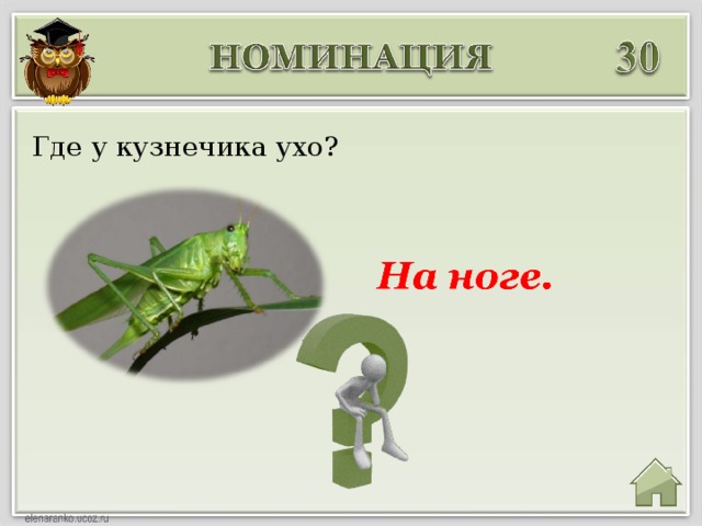 Где у кузнечика ухо?