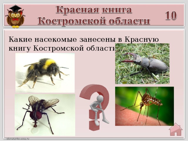 Какие насекомые занесены в Красную книгу Костромской области?