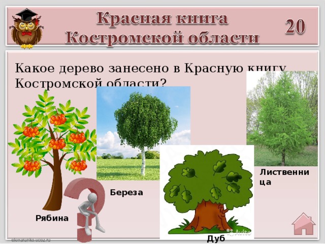 Какое дерево занесено в Красную книгу Костромской области? Лиственница Береза Рябина Дуб