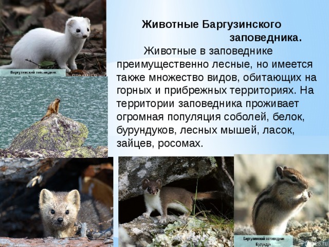Проект баргузинский заповедник 4 класс