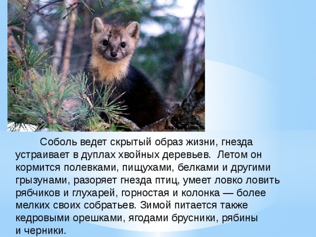 Баргузинский заповедник 4 класс окружающий мир проект