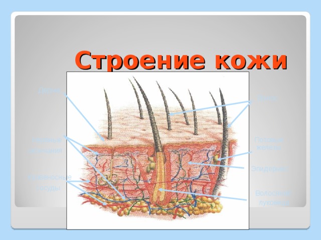  Строение кожи Дерма  Волос  Нервные окончания  Потовые железы Эпидермис  Кровеносные сосуды  Волосяная луковица 