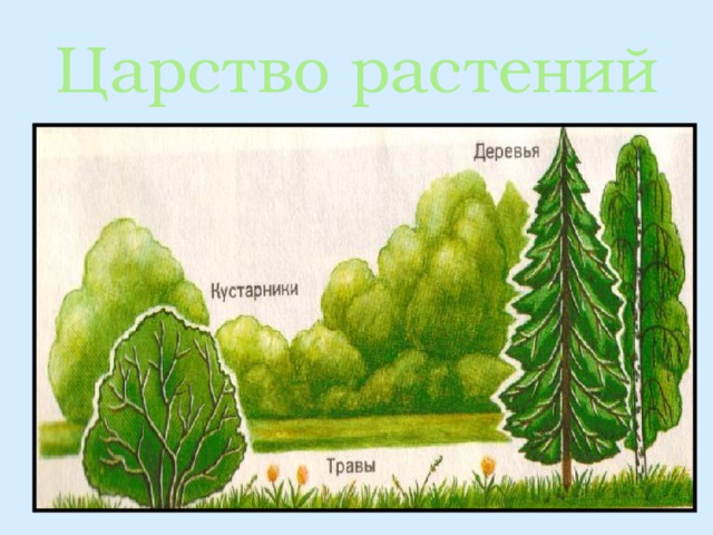 Природе нужны все 1 класс школа 21 века презентация