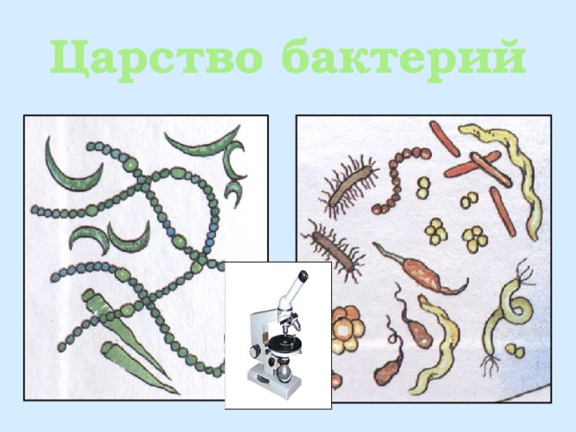 Царство природы бактерии. Царство бактерий. Царство бактерий 2 класс. Царство бактерий картинки.