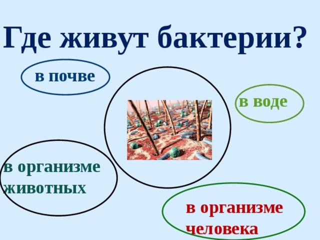 Царства природы 2 класс окружающий мир школа 21 века презентация