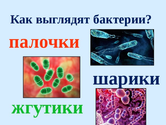 Царства природы 2 класс окружающий мир школа 21 века презентация