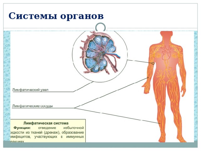Системы органов 