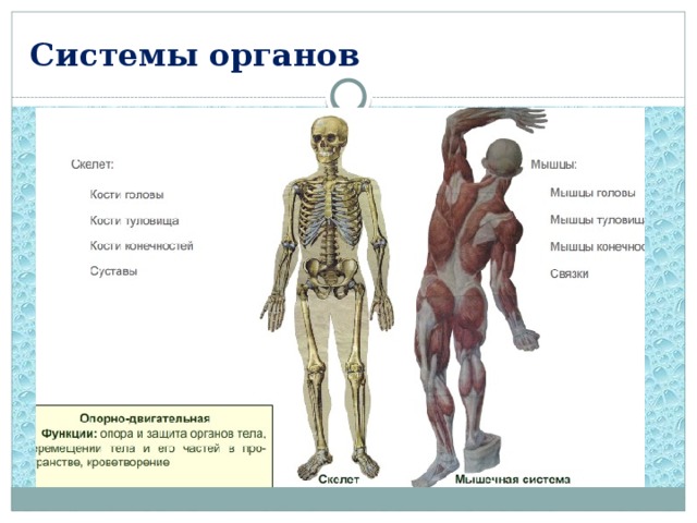 Системы органов 