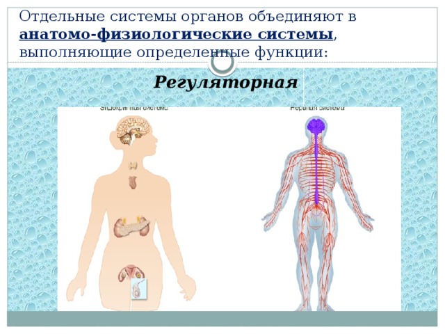 Отдельные системы органов объединяют в  анатомо-физиологические системы , выполняющие определенные функции: Регуляторная 