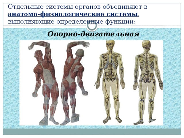 Отдельные системы органов объединяют в  анатомо-физиологические системы , выполняющие определенные функции: Опорно-двигательная 