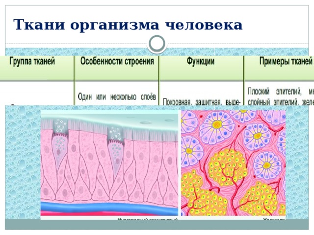 Ткани организма человека 