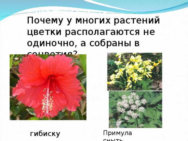 Почему у многих растений цветки располагаются не одиночно, а собраны в соцветия? гибискус Примула сныть 