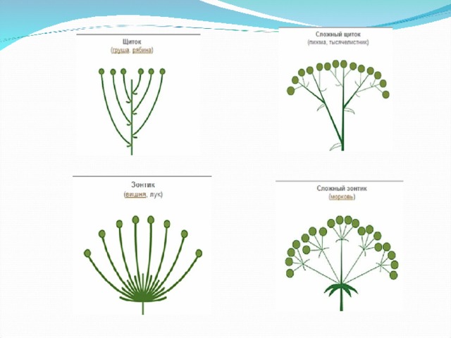 Тест цветок соцветие 6 класс биология. Схема соцветия ландыша. Схема соцветия ромашки. Схема соцветия рогоз.