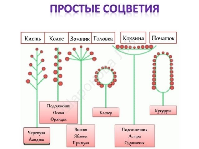 Тест цветок соцветие 6 класс биология. Схема классификации соцветий цветковых растений. Биология 6 класс тема соцветия. Основные типы сложных соцветий таблица.