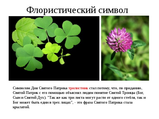 Флористический символ Символом Дня Святого Патрика трилистник стал потому, что, по приданию, Святой Патрик с его помощью объяснял людям понятие Святой Троицы (Бог, Сын и Святой Дух). 