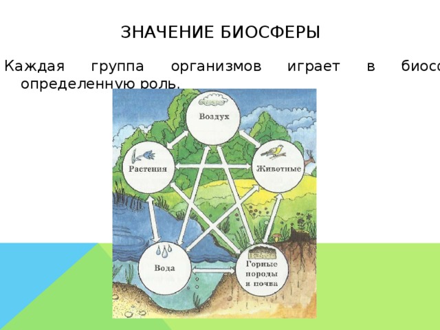 Значение биосферы Каждая группа организмов играет в биосфере определенную роль. 