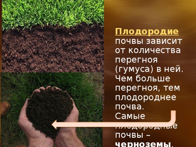 Плодородие почвы зависит от количества перегноя (гумуса) в ней. Чем больше перегноя, тем плодороднее почва. Самые плодородные почвы – черноземы . 