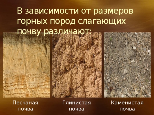 В зависимости от размеров горных пород слагающих почву различают: Песчаная почва Глинистая Каменистая почва почва 