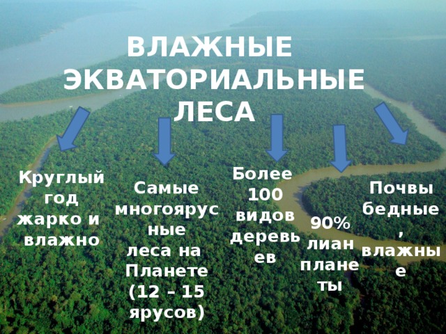 Почвы экваториальных лесов. Почва в влажных экваториальных лесах. Почвы влажных экваториальных лесов Южной Америки. Тип почвы влажных экваториальных лесов. Почвы влажных экваторных лес.