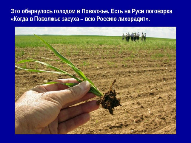 Это обернулось голодом в Поволжье. Есть на Руси поговорка «Когда в Поволжье засуха – всю Россию лихорадит».   
