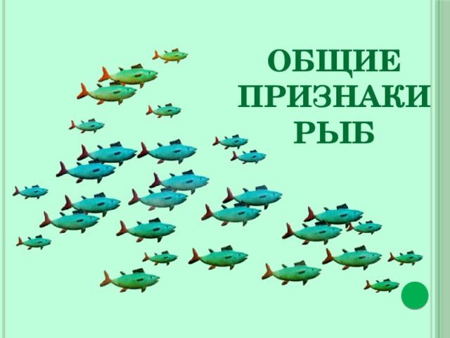 Общие признаки рыб 