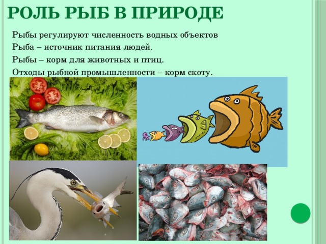 Роль рыб в природе Рыбы регулируют численность водных объектов Рыба – источник питания людей. Рыбы – корм для животных и птиц. Отходы рыбной промышленности – корм скоту. 